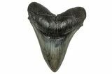 Serrated, Fossil Megalodon Tooth - South Carolina #328976-1